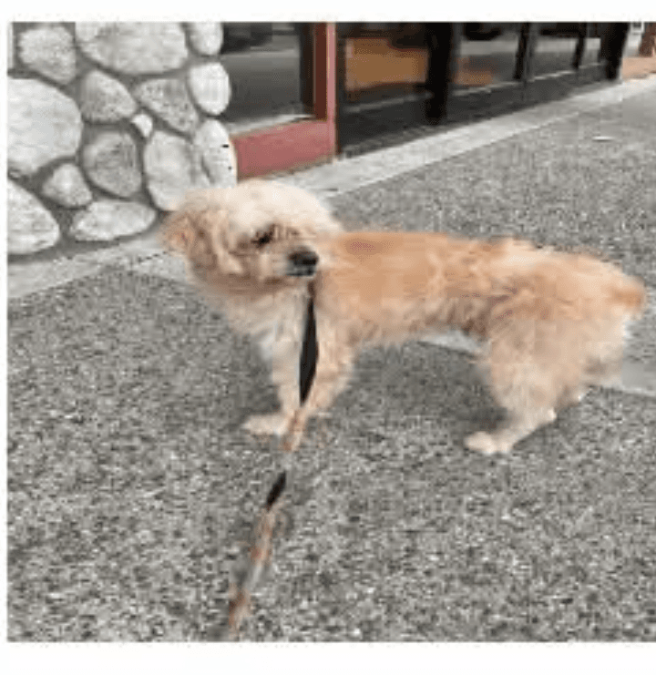 Mochi - Maltese / Poodle (Miniature) available for adoption