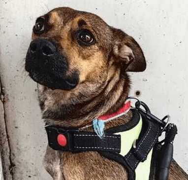 Naya - Mixed Breed available for adoption