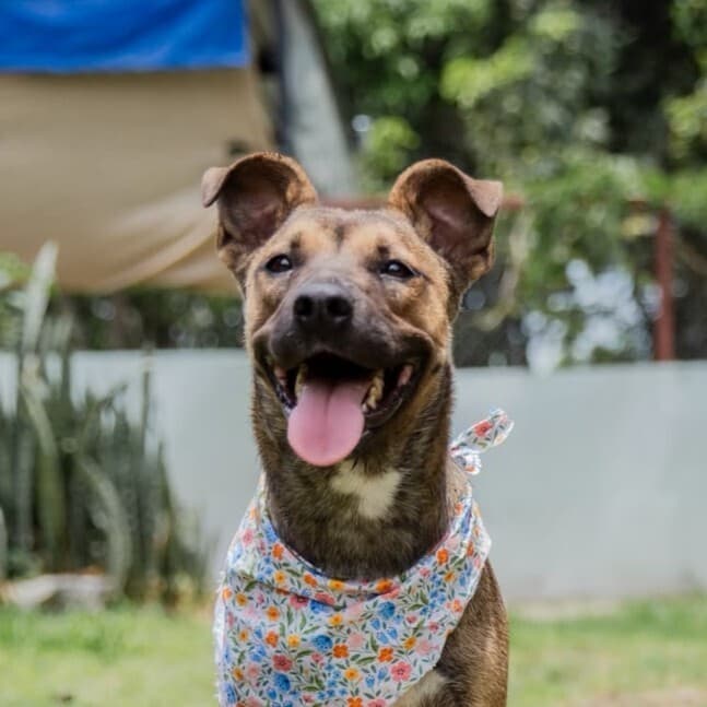 Rena - Fostered - Mountain Cur available for adoption