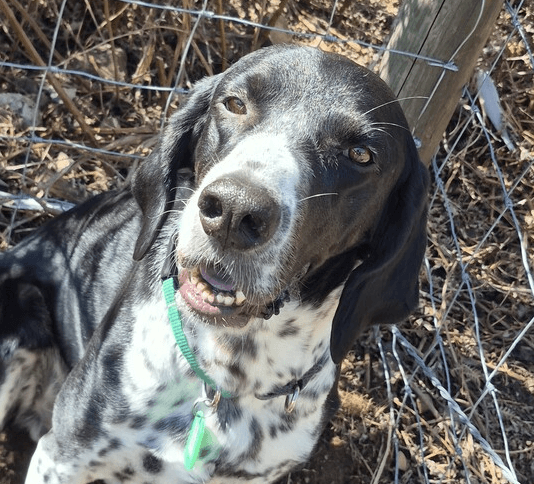 Charlie/carson - German Shorthaired Pointer available for adoption