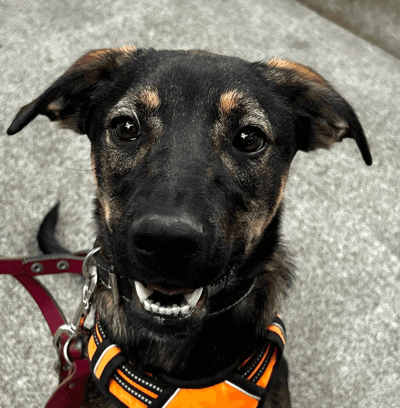 Angelo - German Shepherd Dog / Labrador Retriever available for adoption