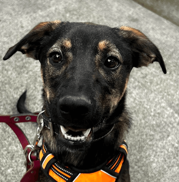 Angelo - German Shepherd Dog / Labrador Retriever available for adoption