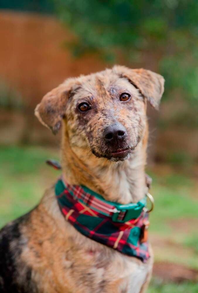 Nessa - Airedale Terrier available for adoption