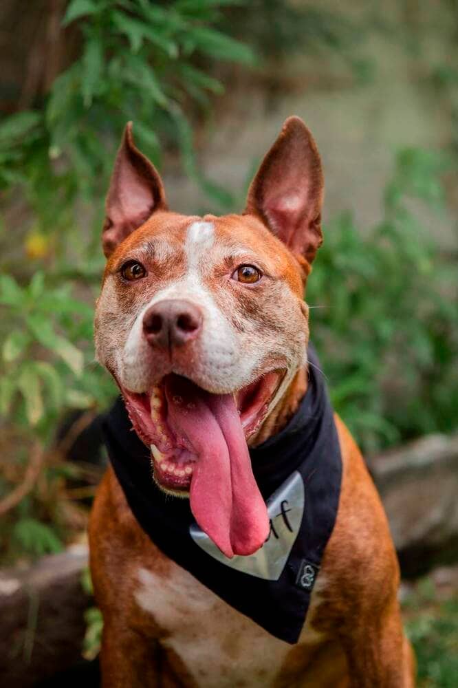 Rocco - American Staffordshire Terrier available for adoption