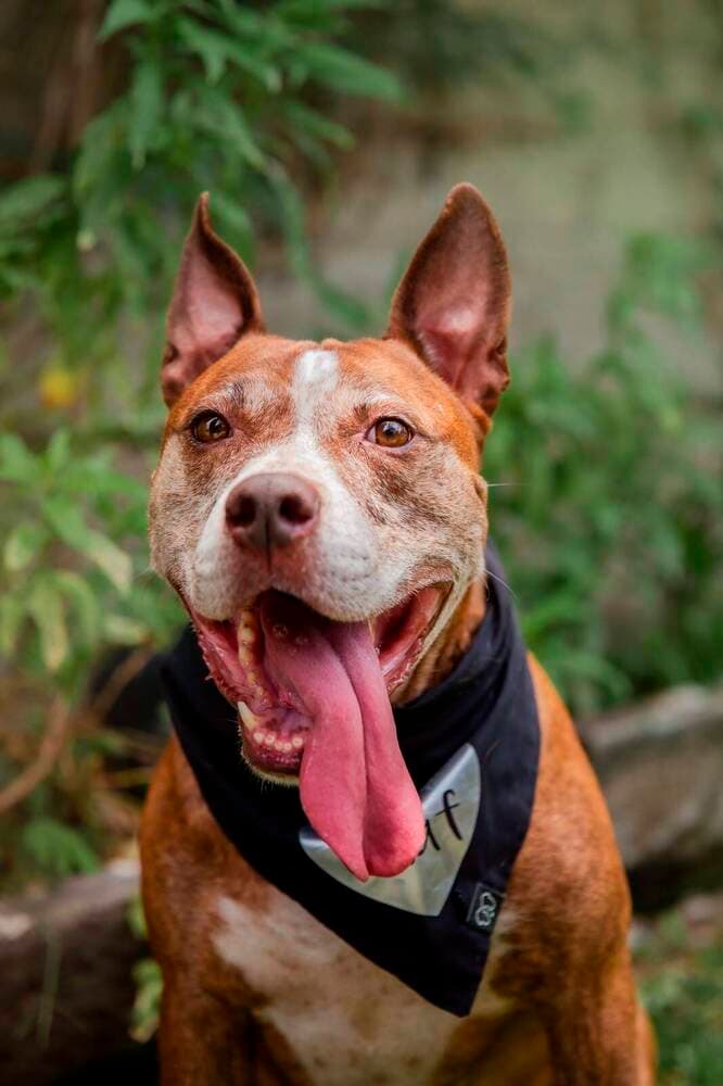Rocco - American Staffordshire Terrier available for adoption