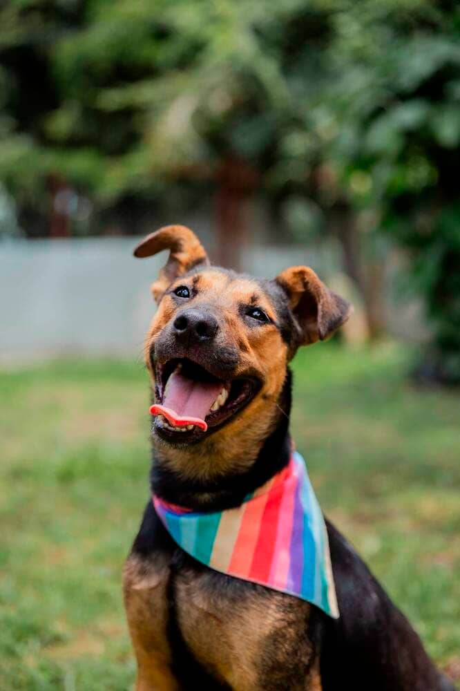 Zena - Mountain Cur available for adoption