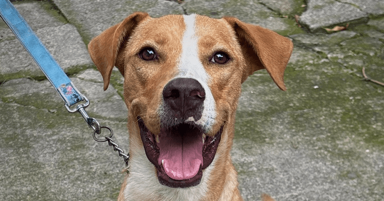 Brucie - Labrador Retriever / Terriers (Medium) available for adoption