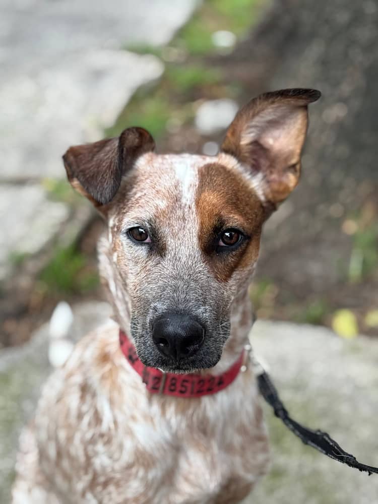Cirilo - Australian Cattle Dog available for adoption