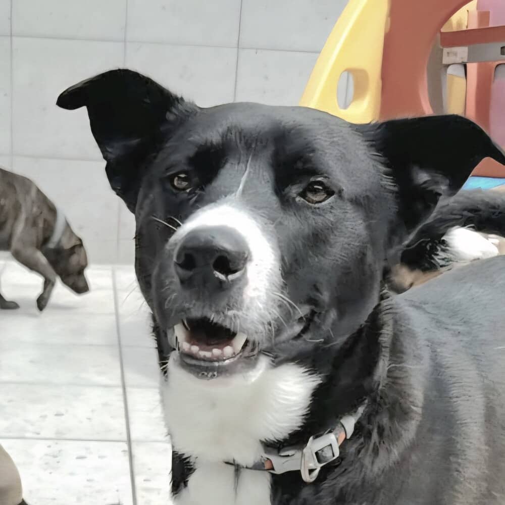 Taco - Shepherds (All Types) available for adoption