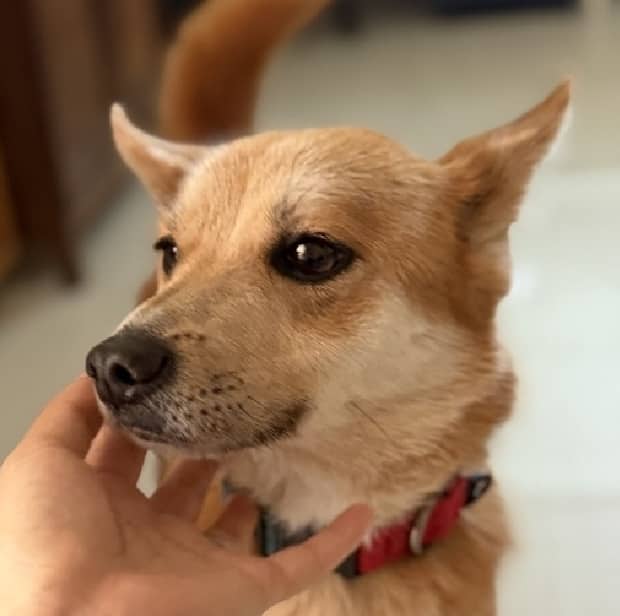 Harry - Jindo / Mixed Breed available for adoption