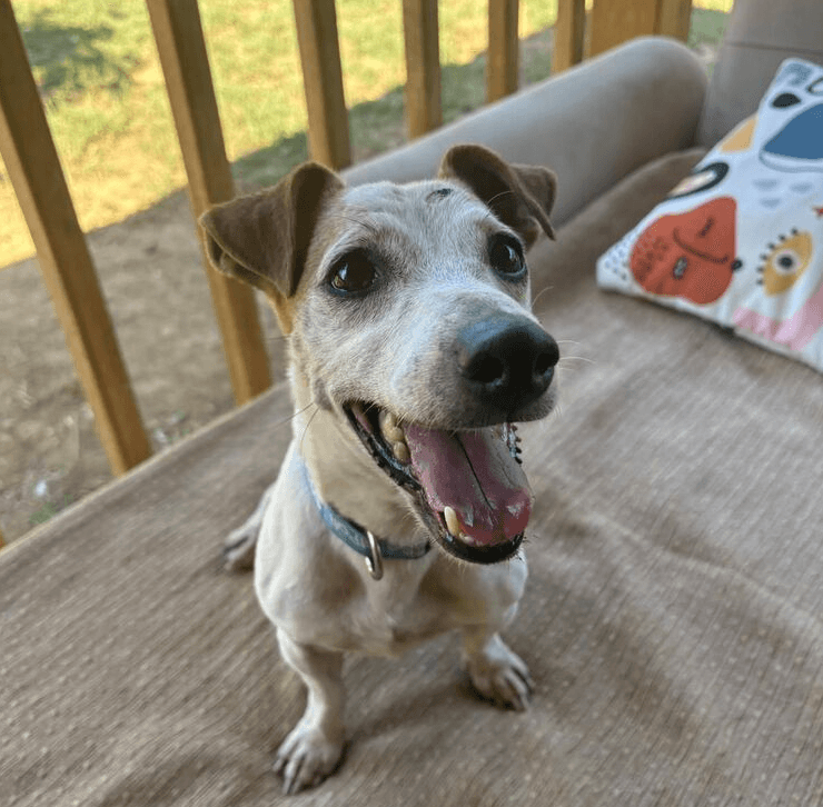 Woody - Jack Russell Terrier available for adoption at Loved at Last Dog Rescue in Vancouver