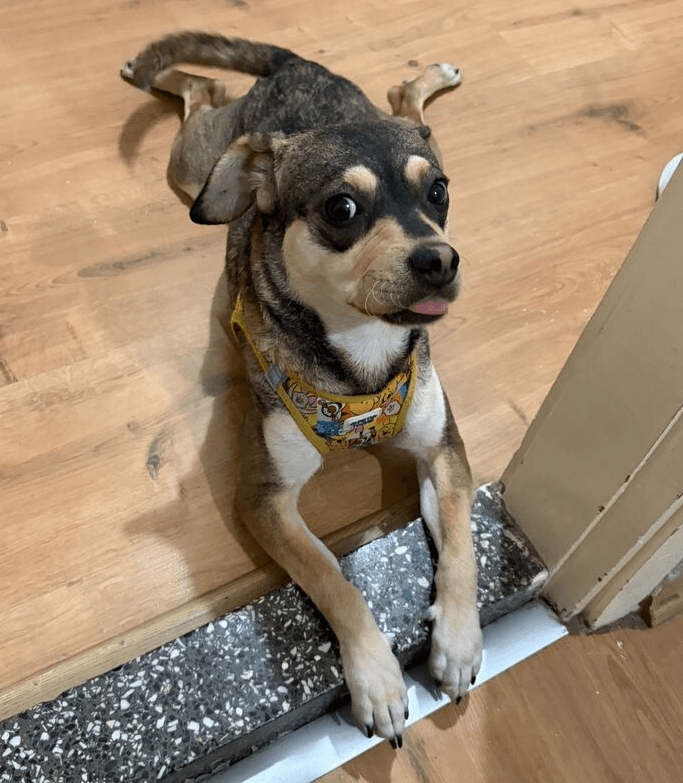 Maya - Chihuahua available for adoption at Loved at Last Dog Rescue in Vancouver