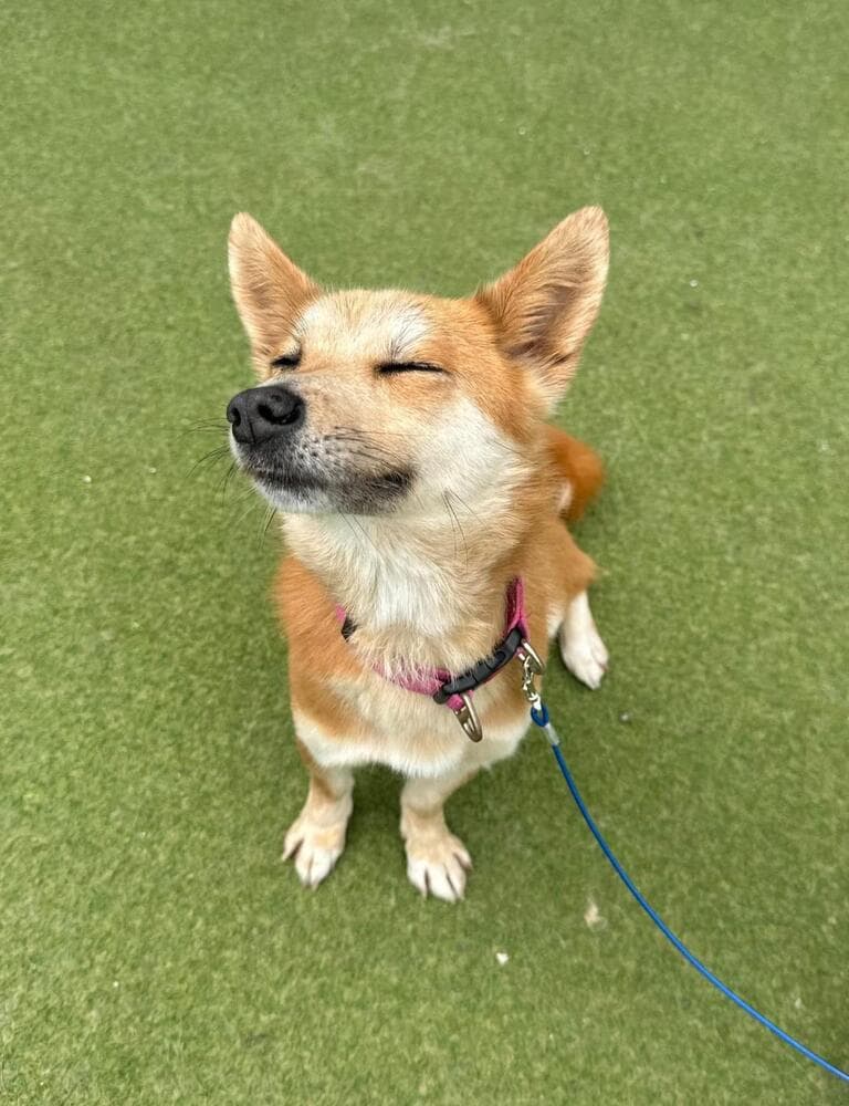 Harry - Jindo / Mixed Breed available for adoption