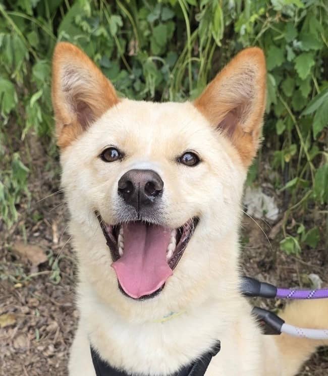 Jordi - Jindo available for adoption