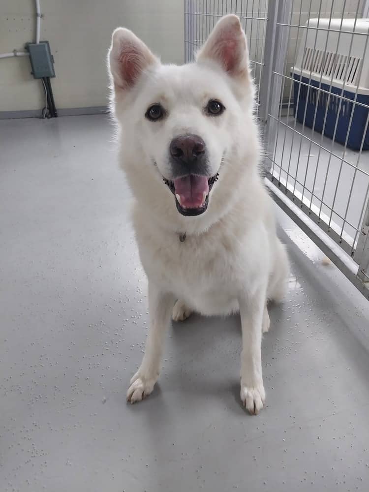 Jamie - Jindo available for adoption