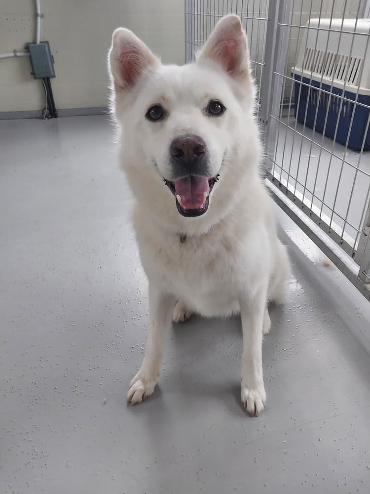 Jamie - Jindo available for adoption at Loved at Last Dog Rescue in Vancouver