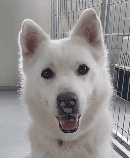 Jamie - Jindo available for adoption