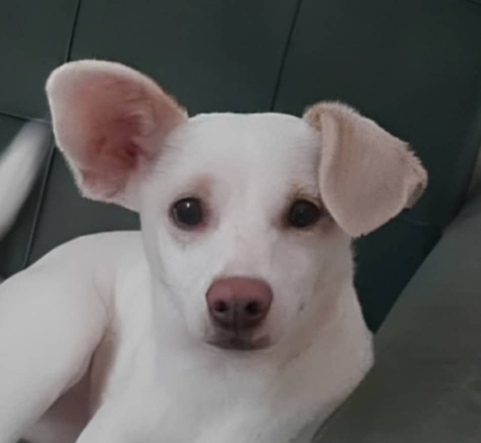 Lunara - Spaniels (Small) / Terriers (Small) available for adoption in British Columbia