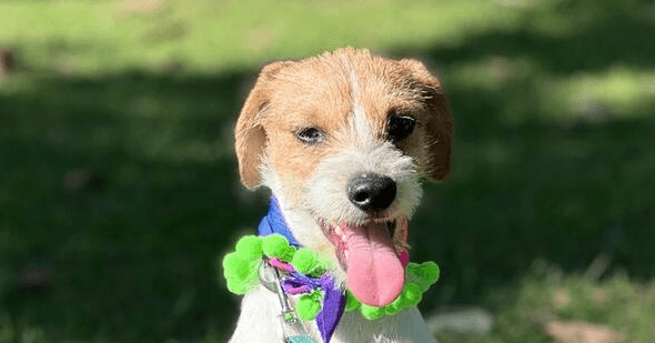 Franklin - Terrier (Unknown Type, Small) / Jack Russell Terrier available for adoption