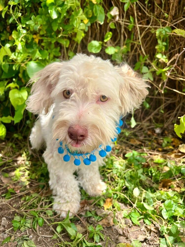 Georgie - Maltese available for adoption