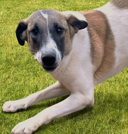 Ranya - Border Collie available for adoption