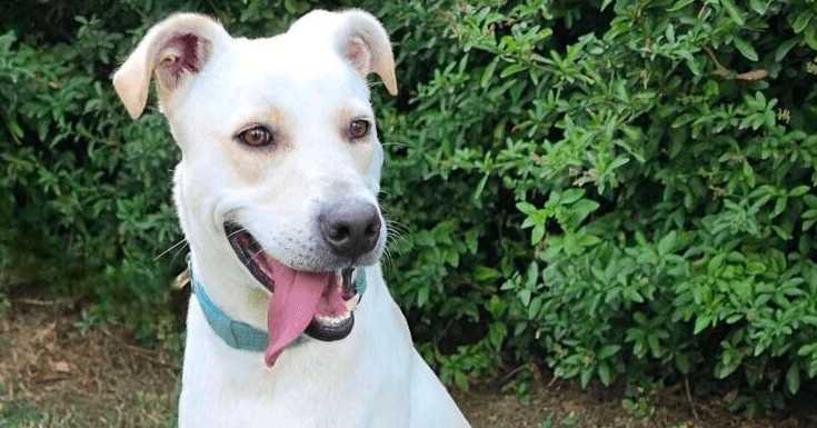 Harley - Labrador Retriever available for adoption at West Coast Paws Dog Rescue in Vancouver