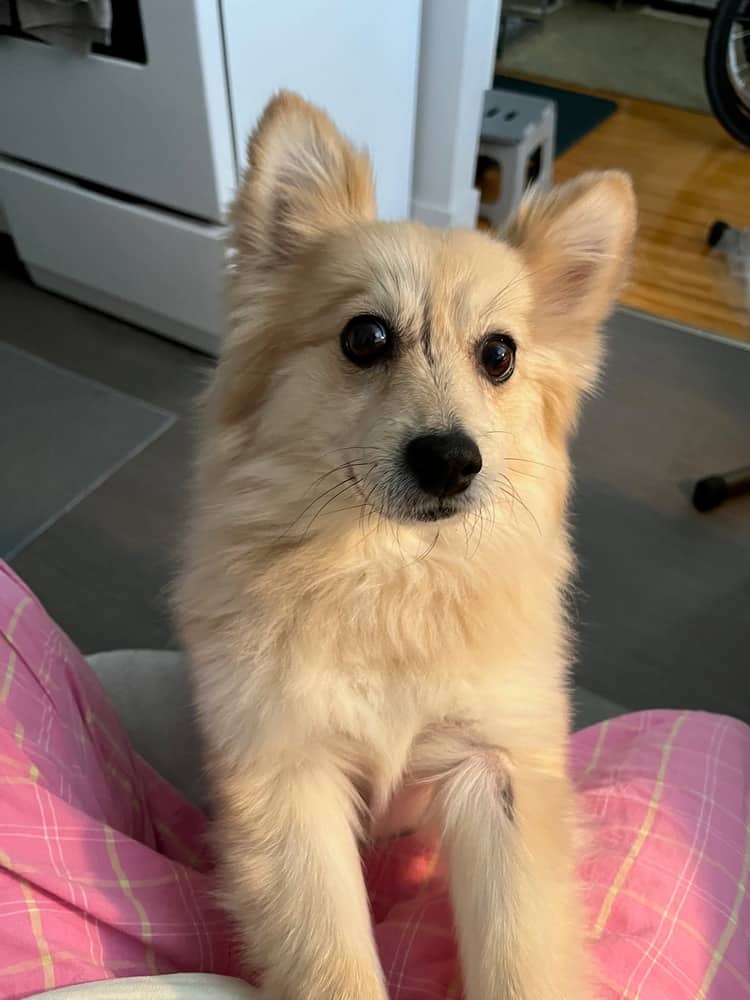 Windy - Pomeranian available for adoption at West Coast Paws Dog Rescue in Vancouver
