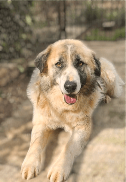 Ether - Great Pyrenees / Border Collie available for adoption