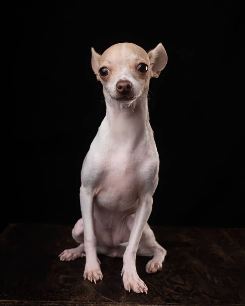 MIEL - no longer accepting applications - Chihuahua available for adoption at West Coast Paws Dog Rescue in Vancouver