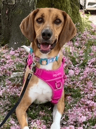 Nova - Hounds (All Types) available for adoption at Loved at Last Dog Rescue in Vancouver