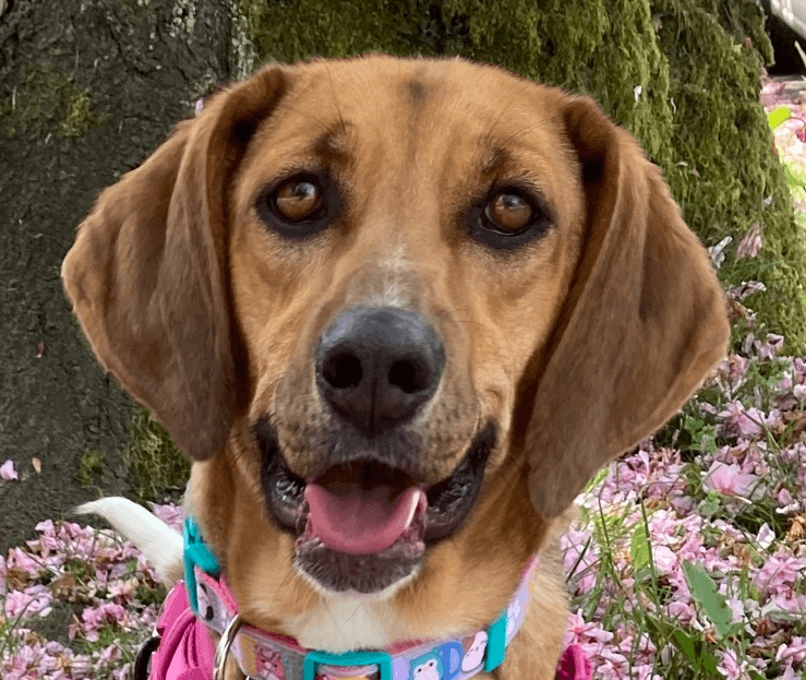 Nova - Hounds (All Types) available for adoption