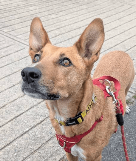 Tarcin - Shepherd (Unknown Type) available for adoption