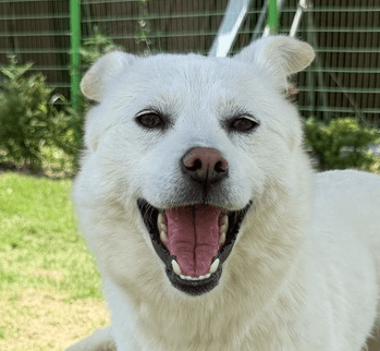 Julie - Jindo available for adoption