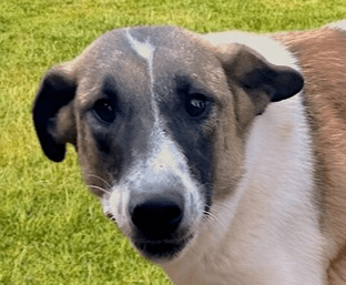 Ranya - Border Collie available for adoption