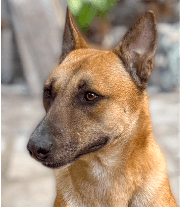 Bondok - Mixed Breed / Shepherd (Unknown Type) available for adoption