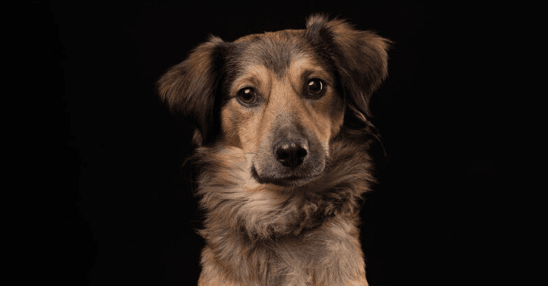 Tiberio - Spaniels (Medium) / Shepherds (All Types) available for adoption