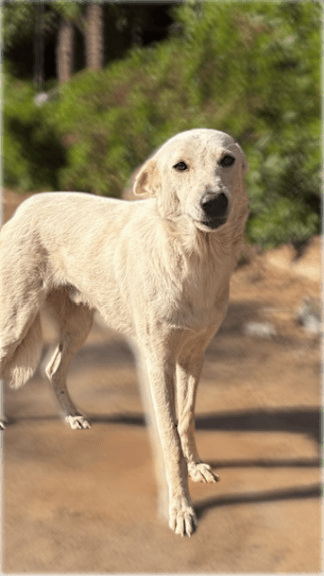 Talg - White German Shepherd available for adoption