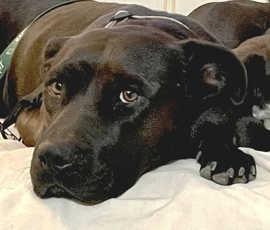 Emerson - Pit Bull Terrier available for adoption