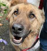 Asher - German Shepherd Dog / Golden Retriever available for adoption