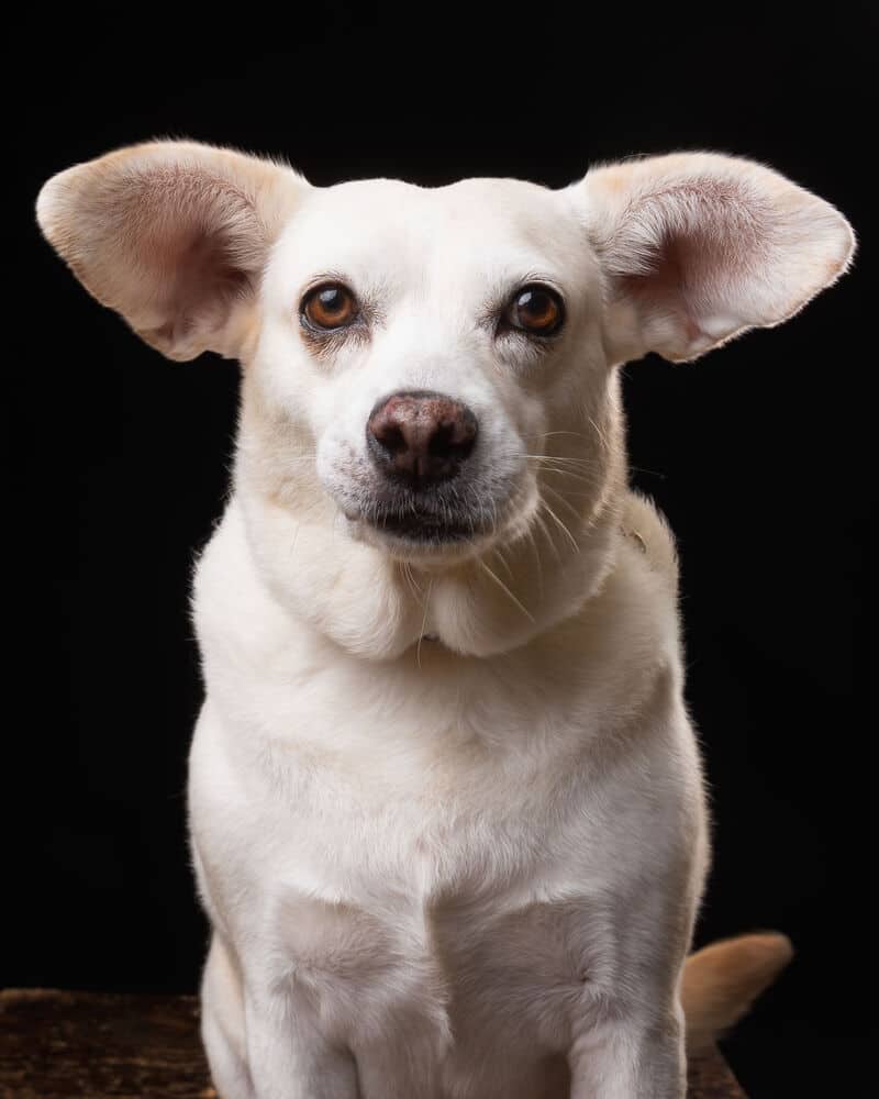 SIA - LOCAL! (Victoria) - Labrador Retriever / Corgi available for adoption