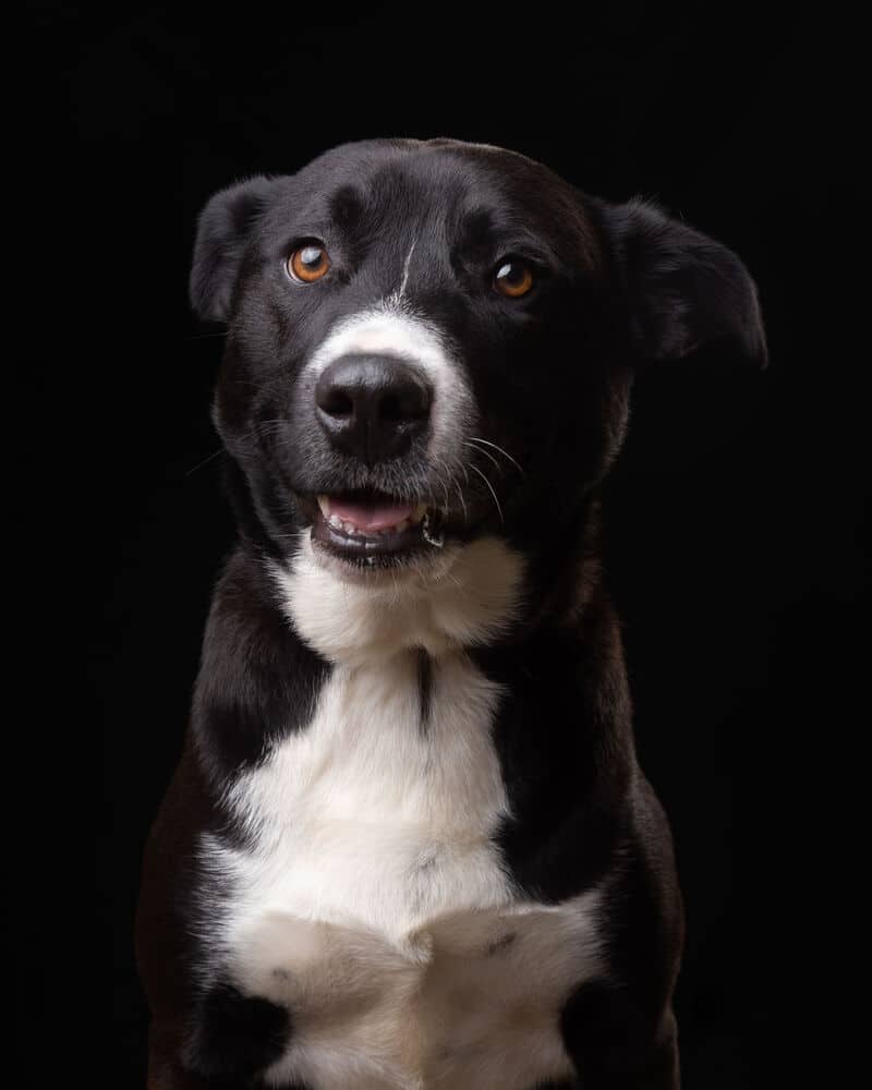 Taco - Labrador Retriever / Shepherds (All Types) available for adoption in British Columbia