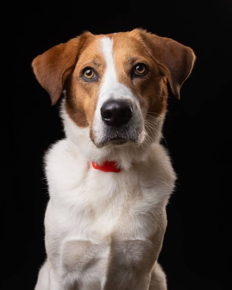 Camilia - Foxhound available for adoption