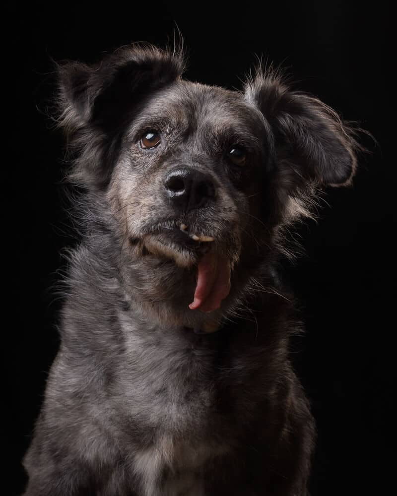 Dusty - Shepherds (All Types) available for adoption