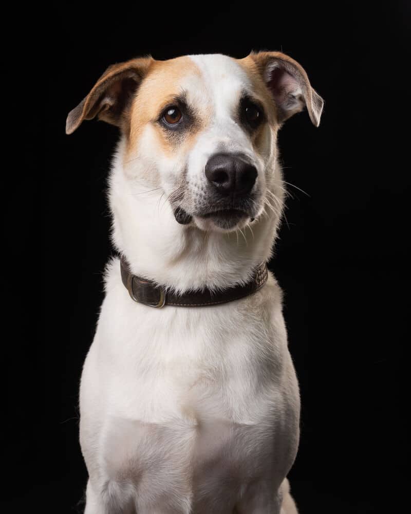Mateo - Foxhound / Labrador Retriever available for adoption
