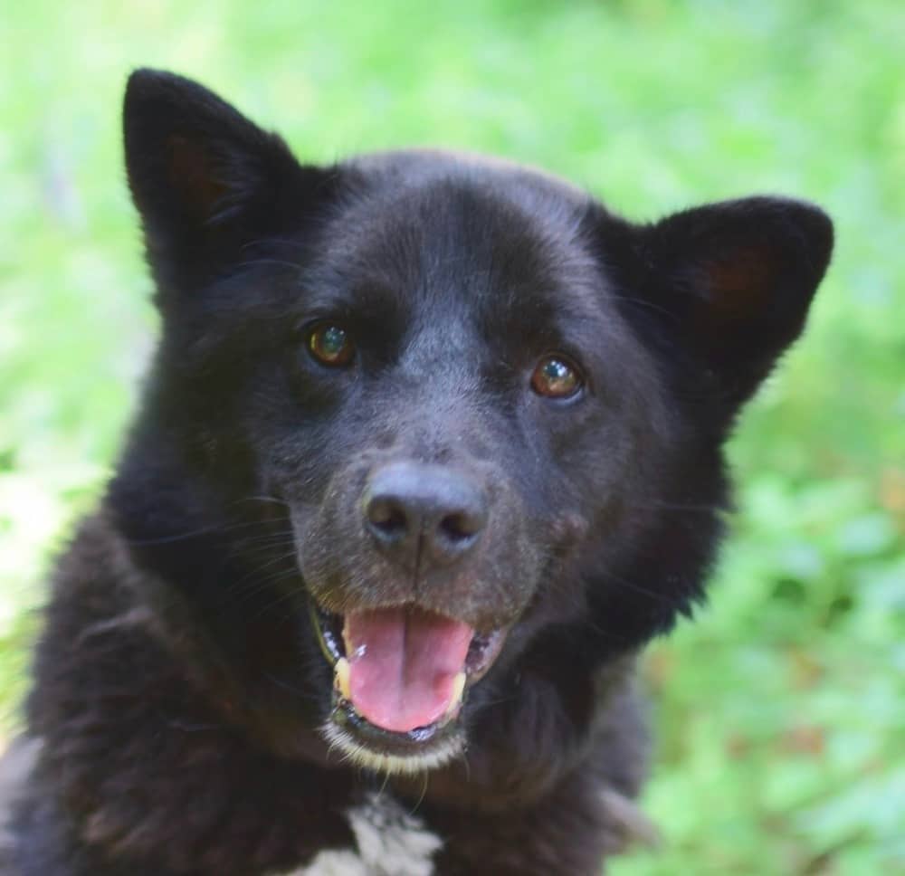 Tuxedo - Jindo available for adoption