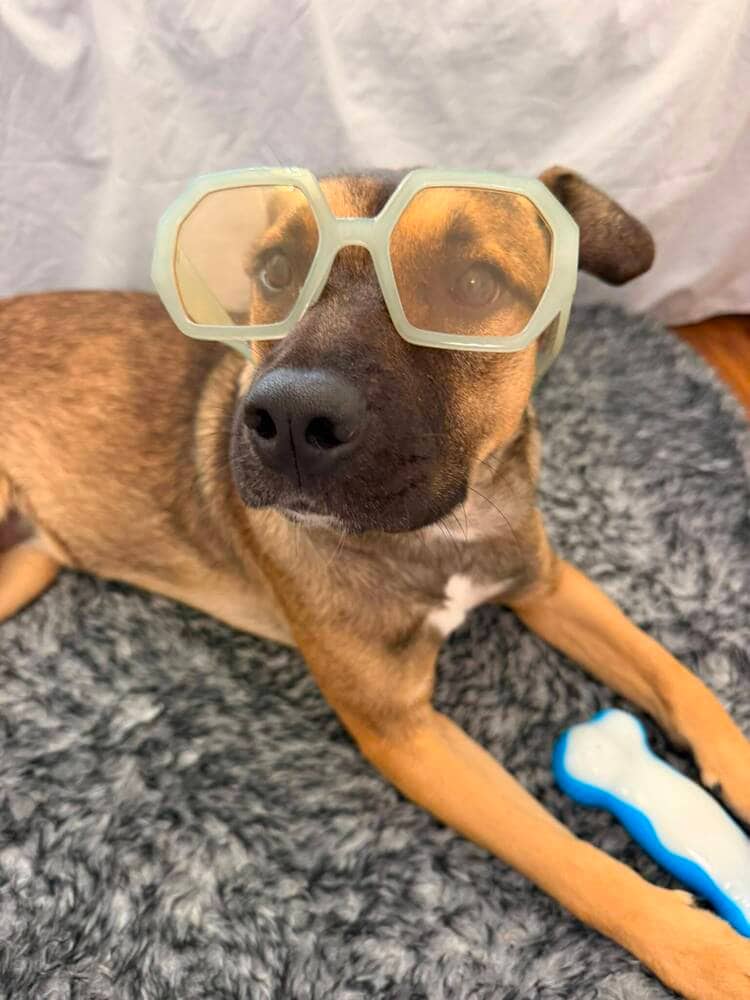 RENA - LOCAL! (lower mainland) - Mountain Cur available for adoption