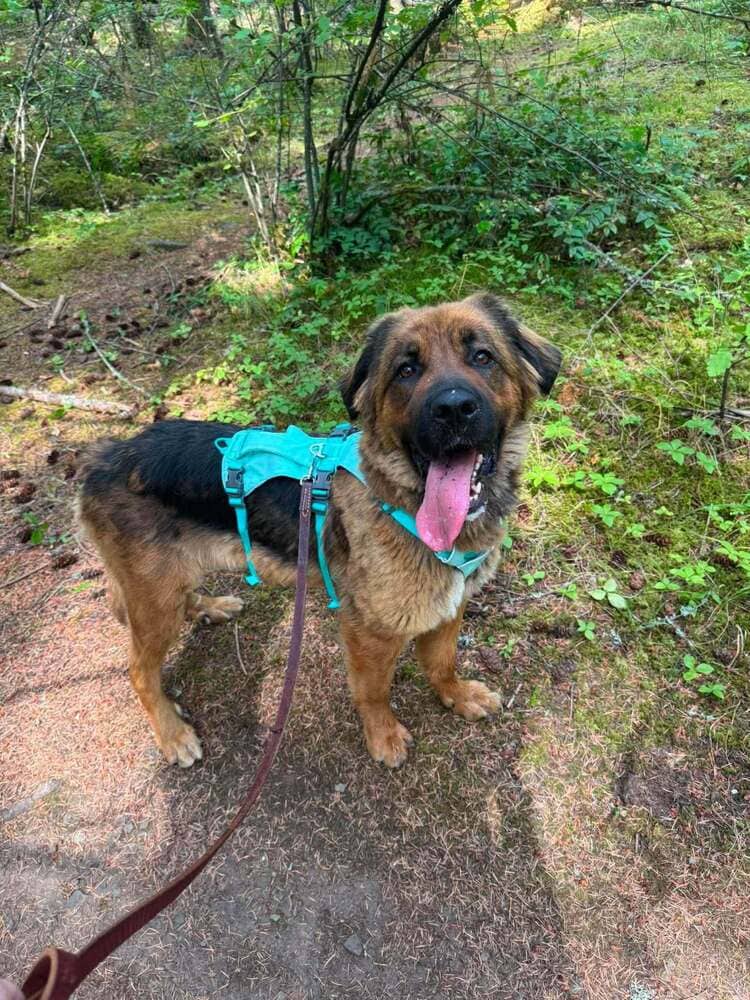 Mighty Mouse - German Shepherd Dog / Mixed Breed available for adoption in British Columbia