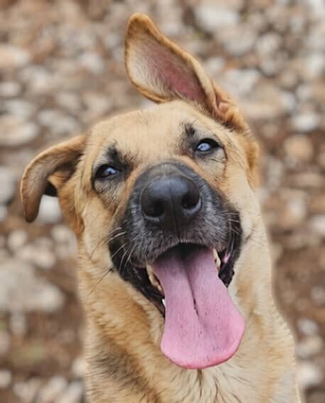 Raven - German Shepherd Dog available for adoption