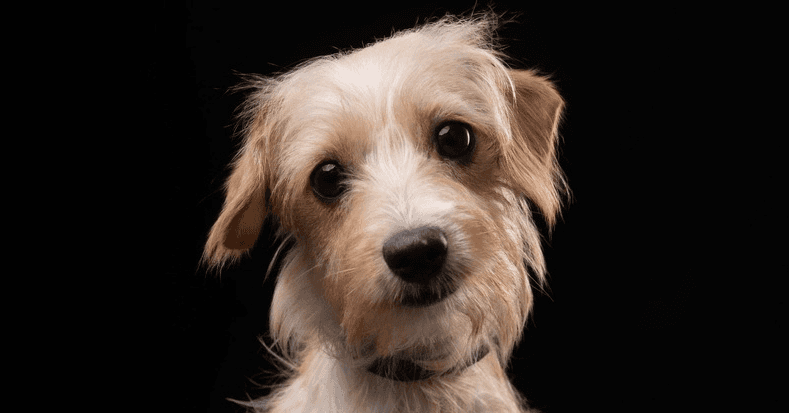 Ginger - Chihuahua / Yorkie, Yorkshire Terrie available for adoption in British Columbia