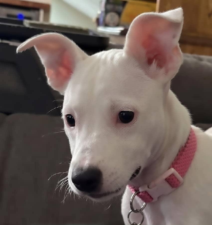 Wendy - Staffordshire Bull Terrier available for adoption in British Columbia